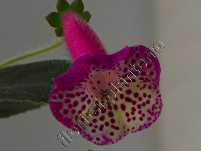 Kohleria Marta (ni) - KOHLERIA II