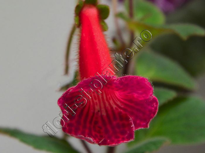 Kohleria Lena (ni) - KOHLERIA II