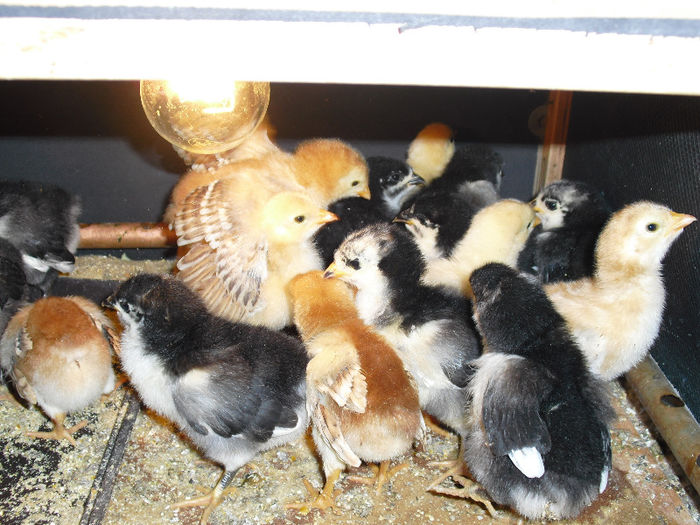 ari 8 - 3AUSTRALORP pui mei