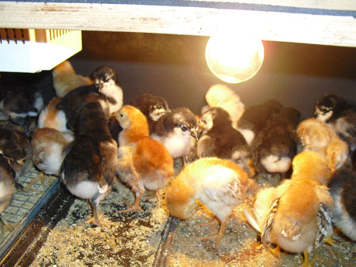 ari 11 - 3AUSTRALORP pui mei