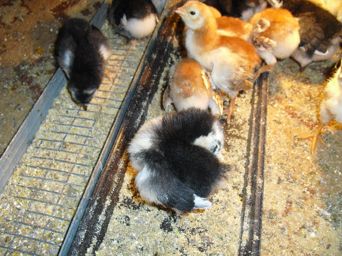 ari 12 - 3AUSTRALORP pui mei