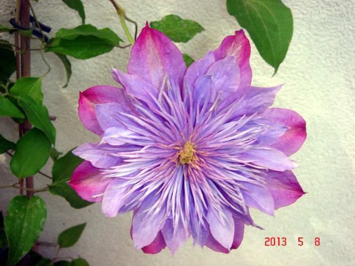 CRISTAL FOUNTAIN - CLEMATIS