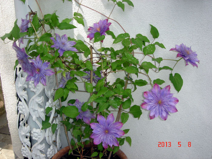 Crystal Fountain 1 - CLEMATIS