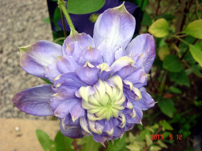 DSC04058 - CLEMATIS