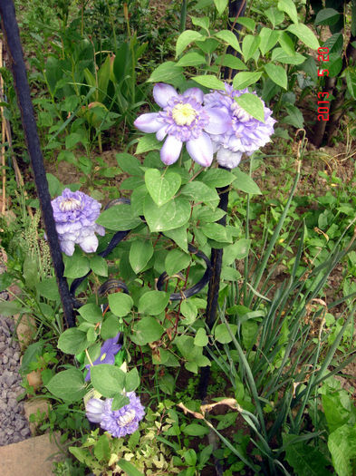 DSC04142 - CLEMATIS