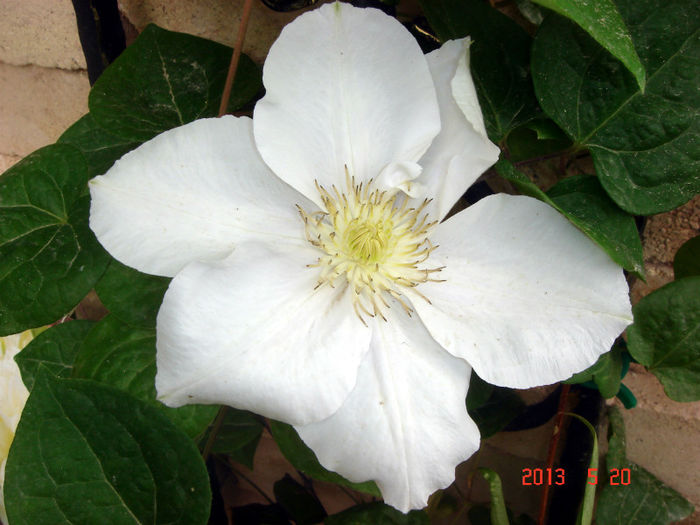 Duchesse of Edinbourg - CLEMATIS