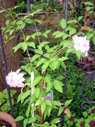 JOSEPHINE2 - CLEMATIS