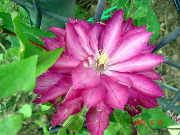 Kaen - CLEMATIS