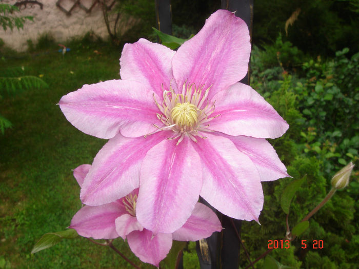 Patricia Ann Fretwel 1