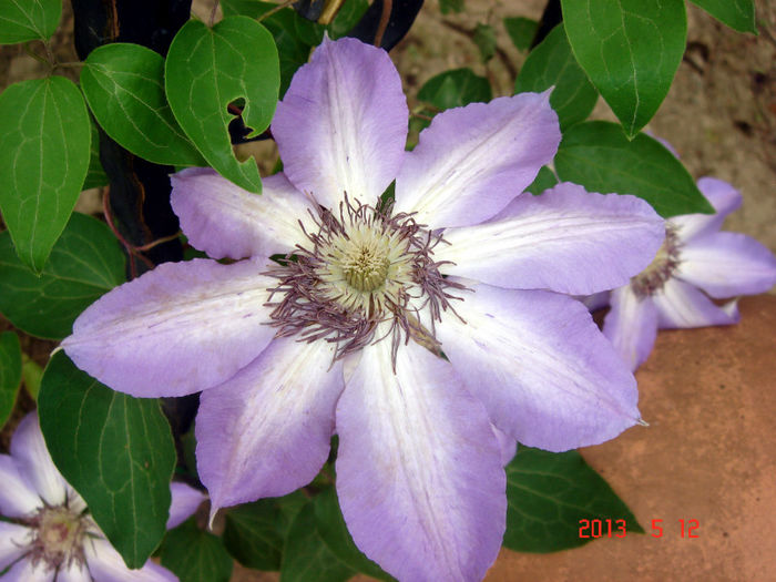 SERAFINA - CLEMATIS