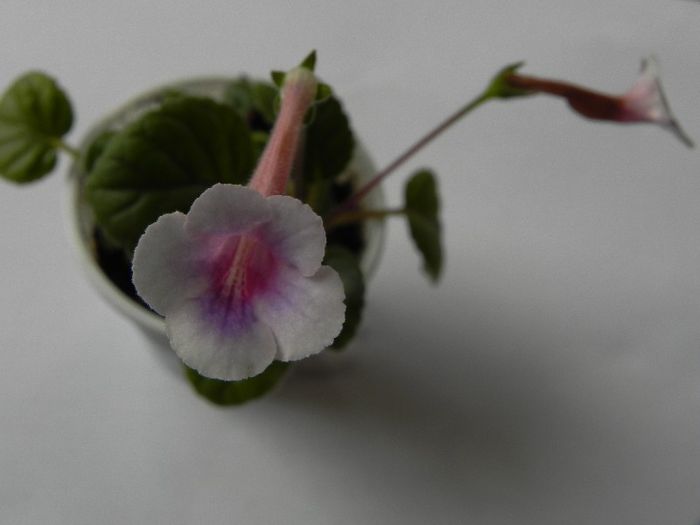 Sinningia Little Venus - Sinningia