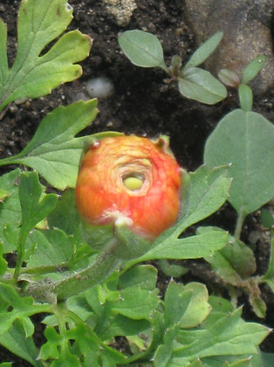 orange - Ranunculus