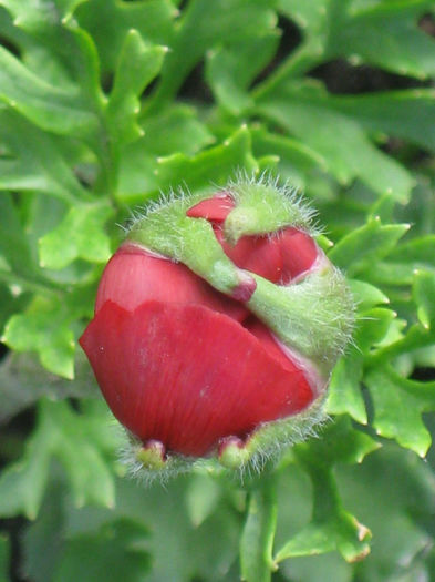 rosu - Ranunculus