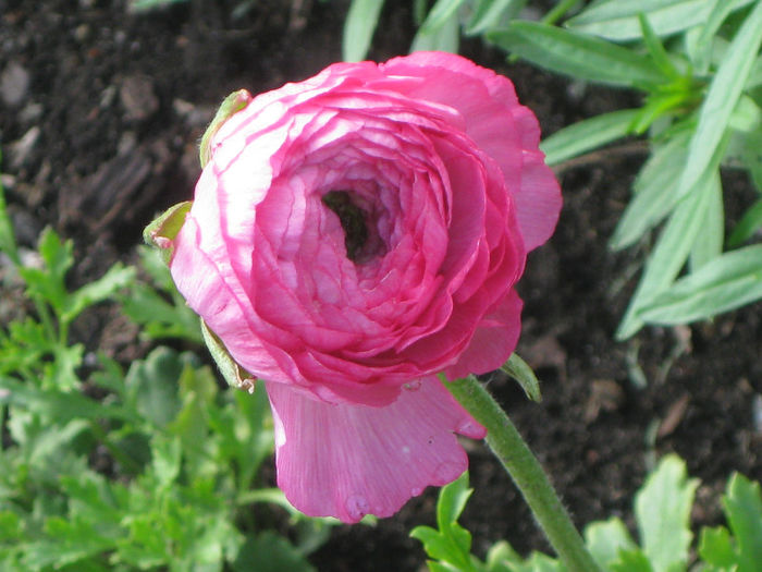 roz - Ranunculus