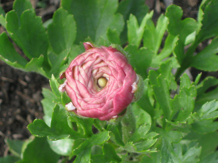 IMG_1924 - Ranunculus