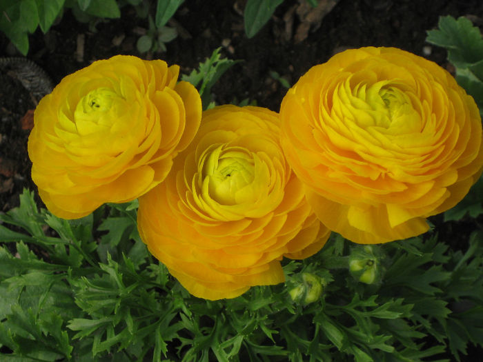 galben....sunt de vis - Ranunculus