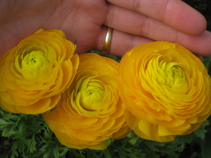 IMG_1927 - Ranunculus