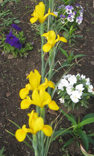 IMG_1928 - Iris Hollandica Apollo si Golden Beauty