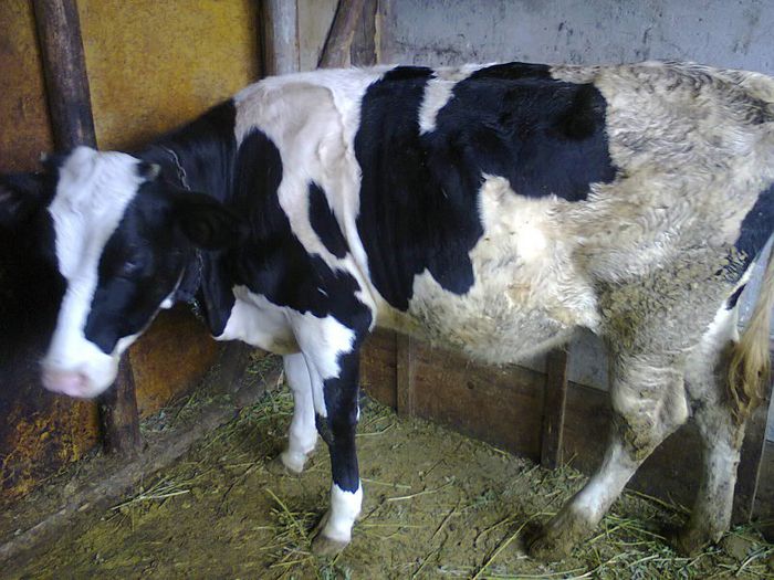 Fotografie1617 - vitea holstein montata de 2 luni