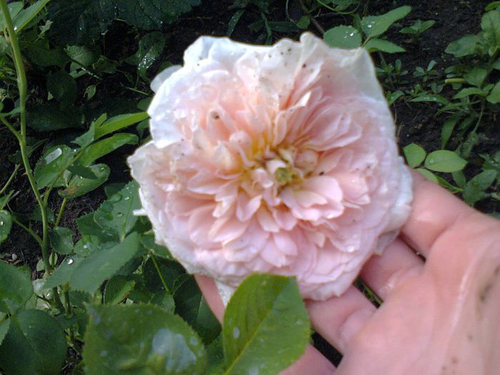 Abraham Darby
