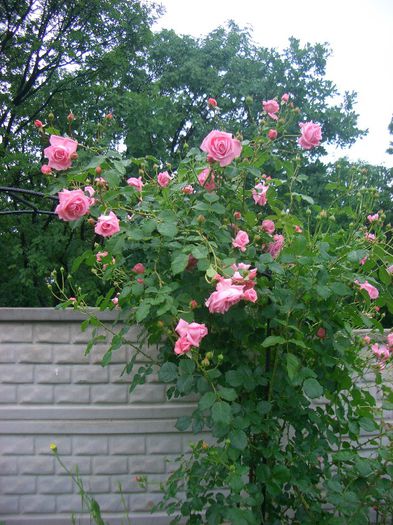 CORAL DAWN