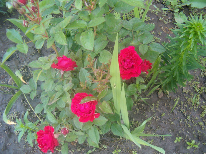 Picture 011