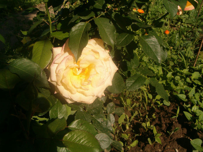 Picture 013