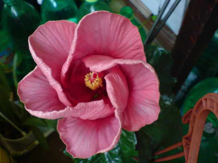 Love Lady se desfasoara