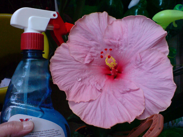 Love Lady; !7-18 cm diametrul florii
