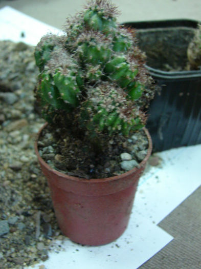 DSC04626 - Elevi si cactus la Mangalia 2