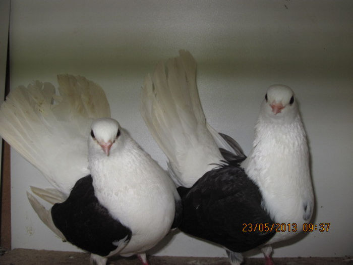 porumbei 023; jucatori de tanganrod
