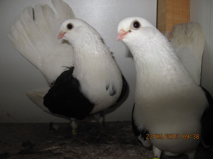 porumbei 024; tanganrod capace negre
