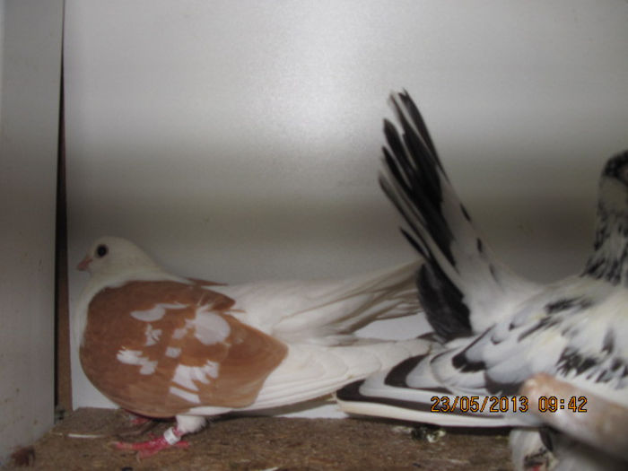 porumbei 027; roller pestrit si tanganrod capace gajbene
