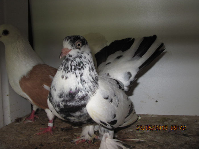 porumbei 028; roller pestrit
