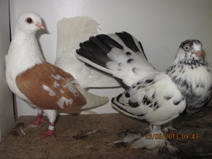 porumbei 029; tanganrod capace galbene si roller pestrit
