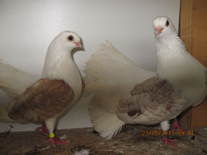 porumbei 030; tang.capace galbene
