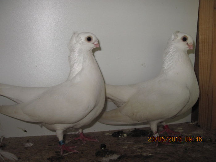 porumbei 032; jucatori de constanta
