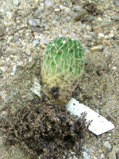 DSC04630 - Elevi si cactus la Mangalia 2