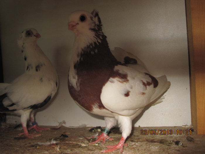 porumbei 033; jucatori de constanta
