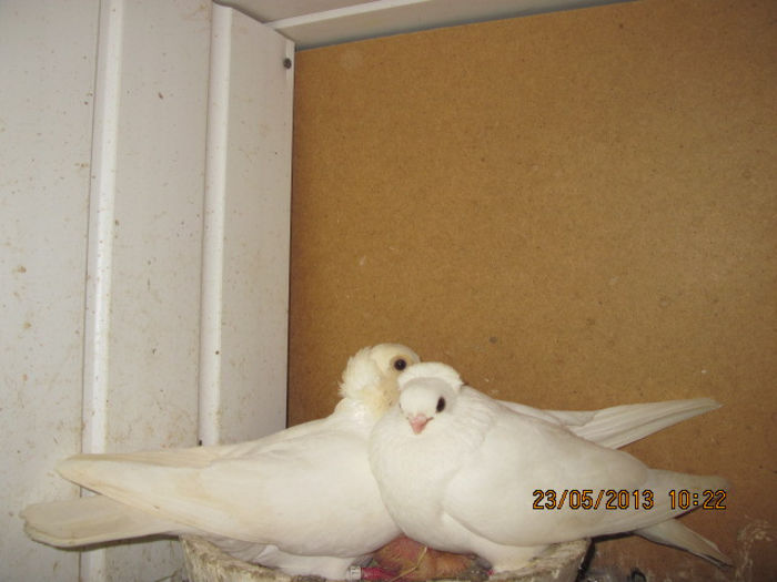 porumbei 035; constanteni
