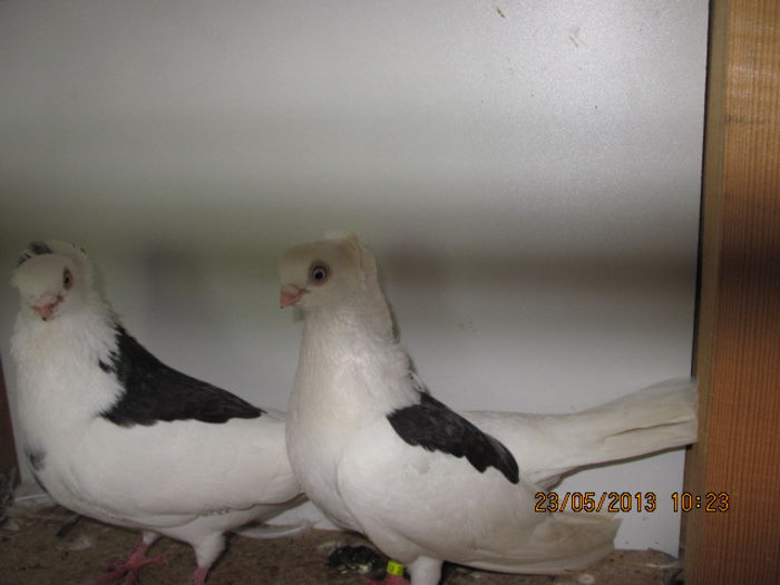 porumbei 036; constanteni pe negru
