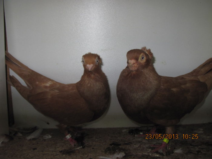 porumbei 039; scurti de braila galbeni
