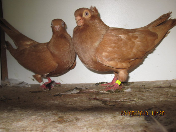 porumbei 040; scurti de braila galbeni
