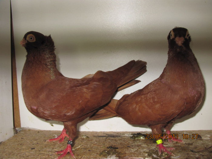 porumbei 042; scurti de braila rosii
