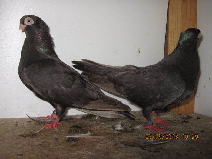 porumbei 044; scurti de braila maslinii
