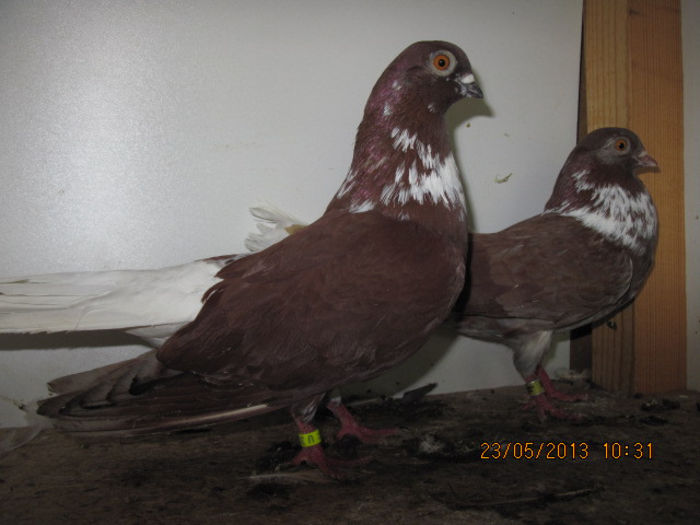 porumbei 046; visinii romanesti cu salba
