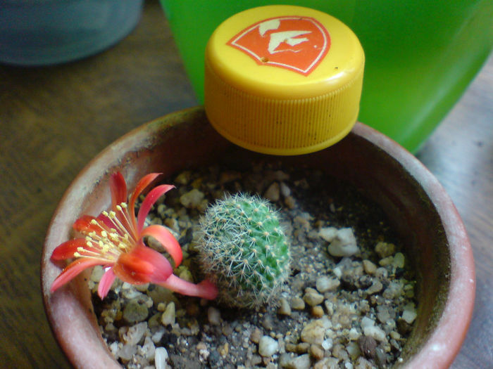 Rebutia
