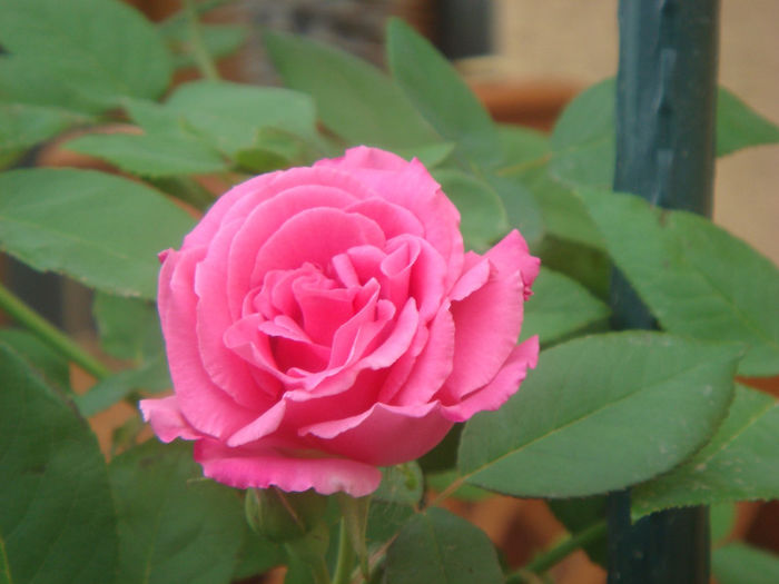 14 mai 2013 - Zephirine Drouhin 2013