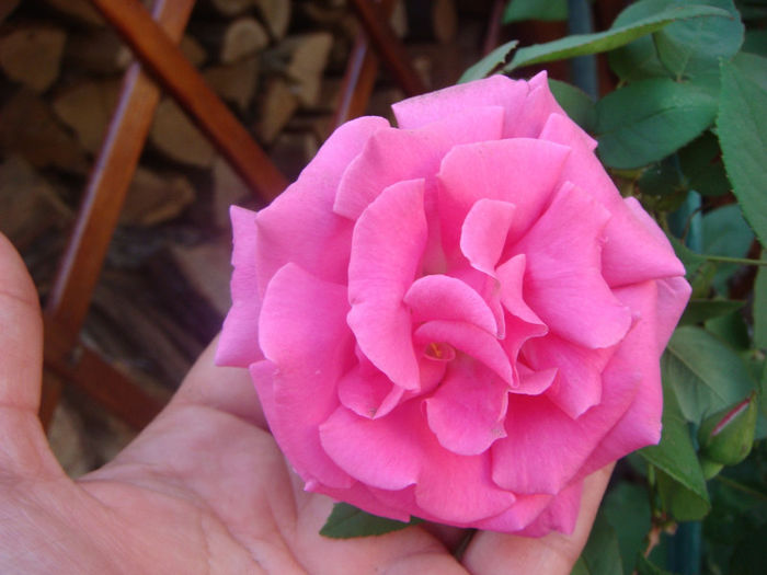 16 mai 2013 - Zephirine Drouhin 2013