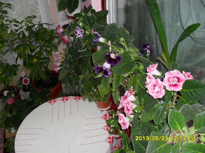 Gloxinii 23 05-2013 - Flori-2013